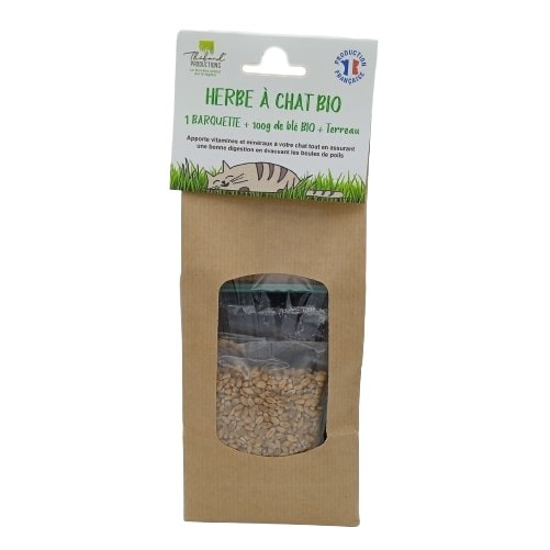 Kit barquette Herbe à Chat à Semer Blé Bio