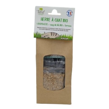 Kit barquette Herbe à Chat à Semer Blé Bio