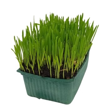 Recharge Blé Bio Kit barquette Herbe à Chat à Semer