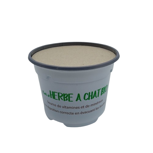 Herbe à Chat Blé Bio juste semée avec opercule Lot de 12