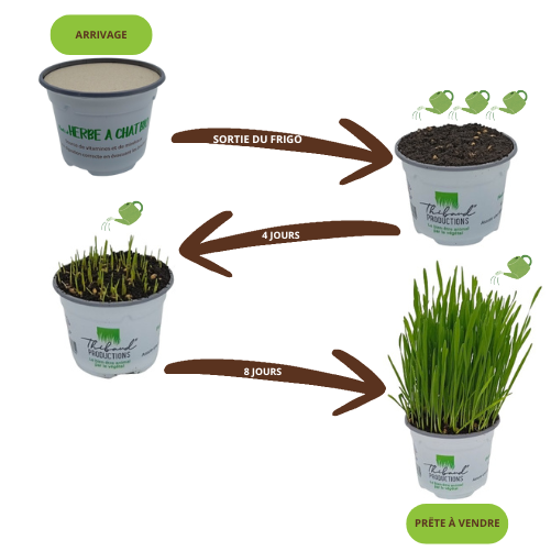 Herbe à Chat Blé Bio juste semée avec opercule Lot de 12