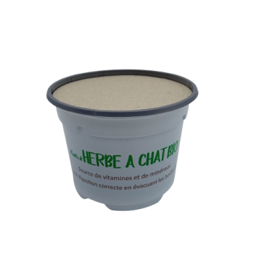 Herbe à Chat Blé Bio juste semée avec opercule Lot de 24