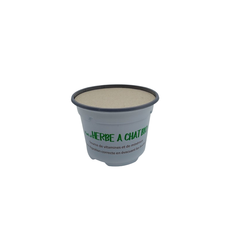 Herbe à Chat Blé Bio juste semée avec opercule Lot de 24