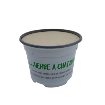 Herbe à Chat Blé Bio juste semée avec opercule Lot de 24