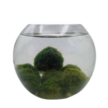 Lot de 35 Cladophora M