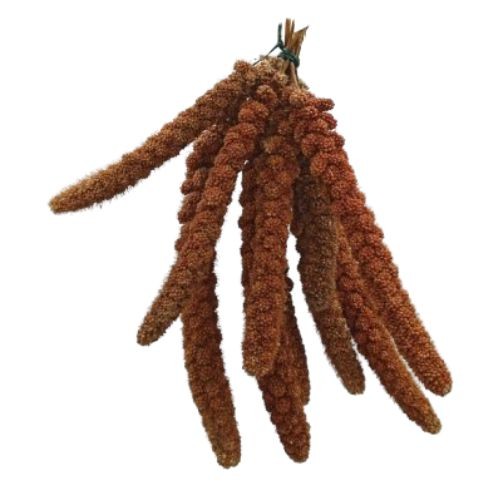 Millet Bio Sachet de 10 brins