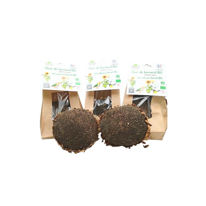 Tête de Tournesol Bio Sachet de 1 tête
