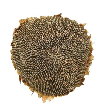 Tête de Tournesol Bio Sachet de 1 tête