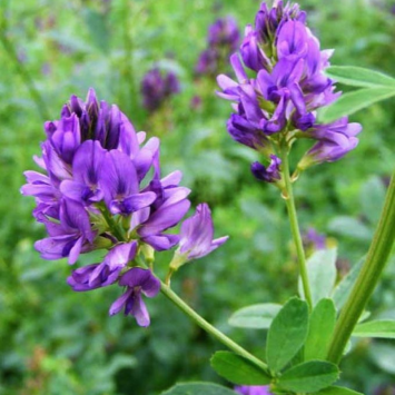 Graines de Luzerne Bio à semer Sachet de 35g