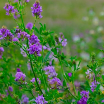 Graines de Luzerne Bio à semer Sachet de 35g