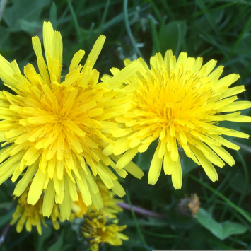 Graines de Pissenlit Bio à semer Sachet de 0.20g