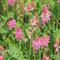 Graines de Sainfoin Bio à semer Sachet de 52g