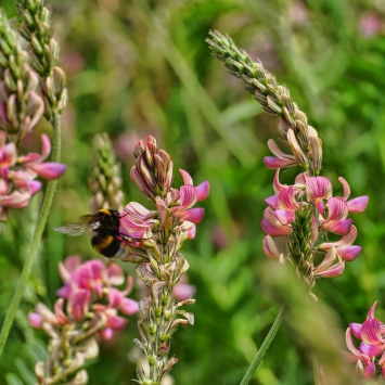 Graines de Sainfoin Bio à semer Sachet de 52g