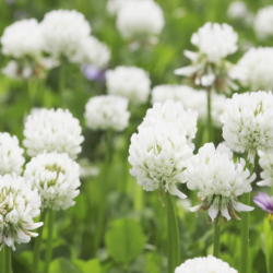 Graines de Trèfle Blanc Bio à semer Sachet de 12g