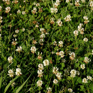 Graines de Trèfle Blanc Bio à semer Sachet de 12g