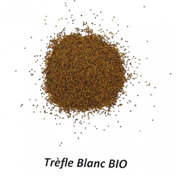 Graines de Trèfle Blanc Bio à semer Sachet de 12g
