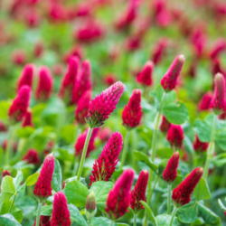 Graines de Trèfle Incarnat Bio à semer Sachet de 60g