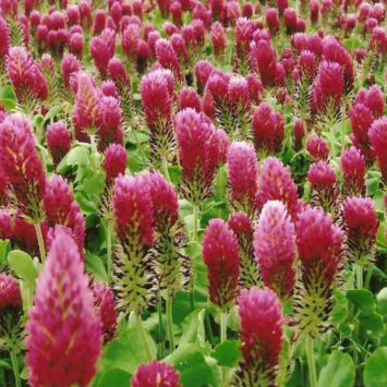 Graines de Trèfle Incarnat Bio à semer Sachet de 60g