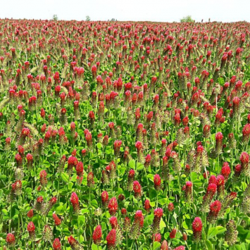 Graines de Trèfle Incarnat Bio à semer Sachet de 60g