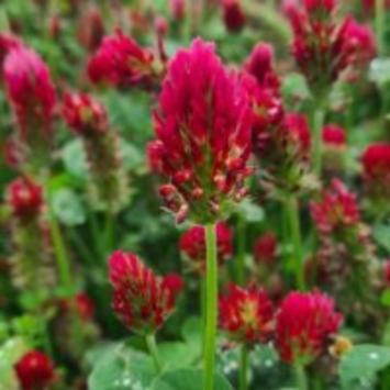 Graines de Trèfle Incarnat Bio à semer Sachet de 60g