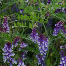 Graines de Vesce Bio à semer Sachet de 90g