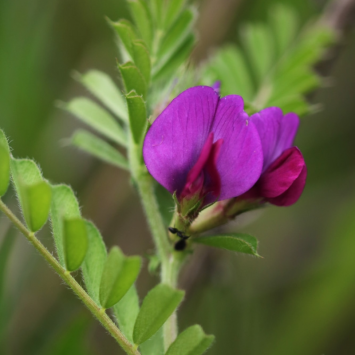 Graines de Vesce Bio à semer Sachet de 90g