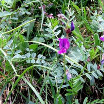 Graines de Vesce Bio à semer Sachet de 90g