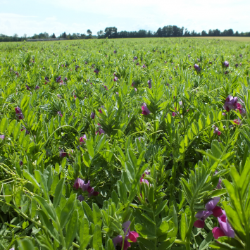 Graines de Vesce Bio à semer Sachet de 90g