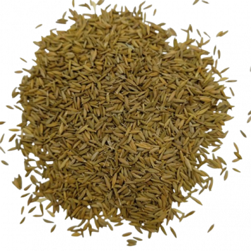 Graines de Pissenlit Bio à semer Sachet de 0.20g