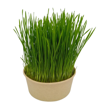 Coupelle Herbe à Chat à Semer Blé Bio