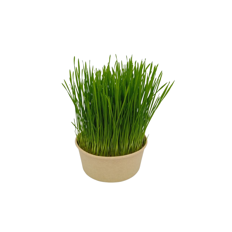 Coupelle Herbe à Chat à Semer Blé Bio Coupelle Herbe à Chat à Semer Blé Bio