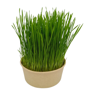 Coupelle Herbe à Chat à Semer Blé Bio