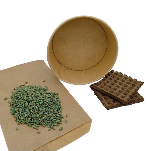 Coupelle Herbe à Chat à Semer Blé Bio