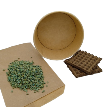 Coupelle Herbe à Chat à Semer Blé Bio