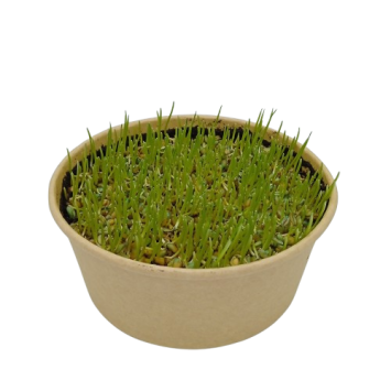 Coupelle Herbe à Chat à Semer Blé Bio