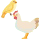 Poule et Oiseaux